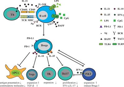 Frontiers | Advances Of Regulatory B Cells In Autoimmune Diseases